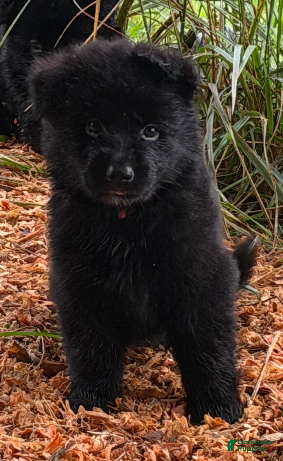 German Shepherd dogs Pink  - Ad 1