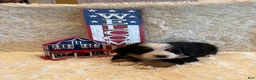 Bernese Mountain Dog dogs for sale: Garrett - Ad 9
