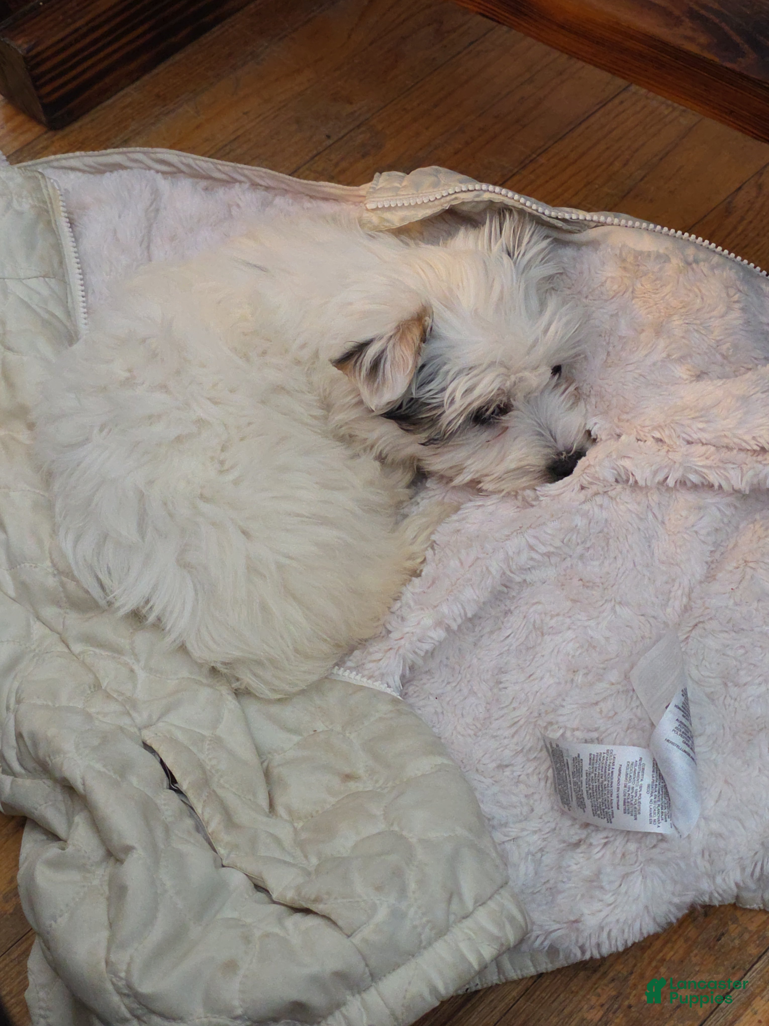 Mixed Breed dogs Mixed Breed Puppy 1 - Ad 30