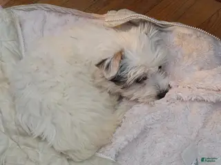 Mixed Breed dogs Mixed Breed Puppy 1 - Ad 28