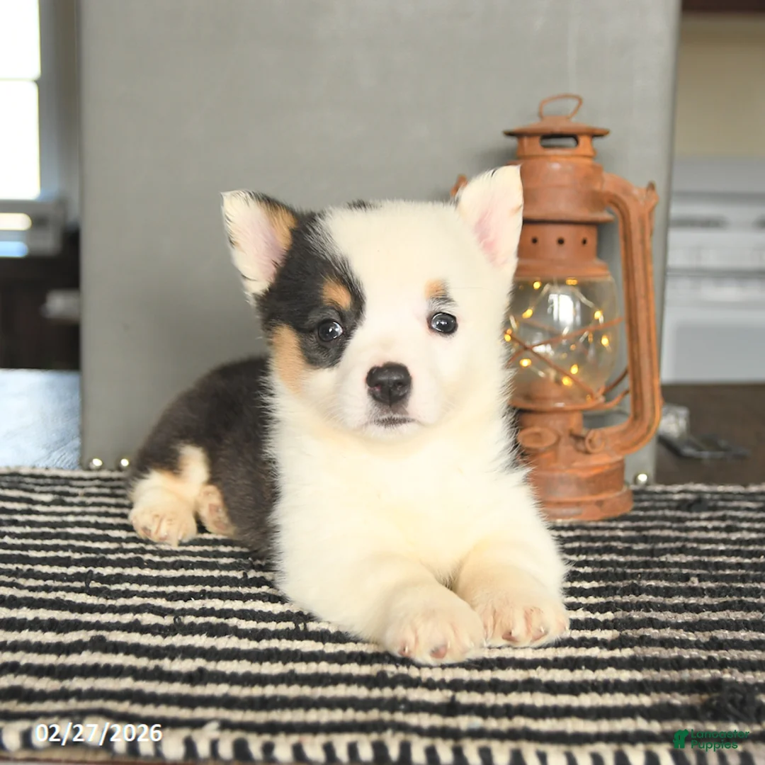 Welsh Corgi Pembroke dogs for sale: Cookie - Ad 2
