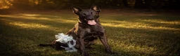 Dutch Shepherd dogs for sale: Akela - Ad 9