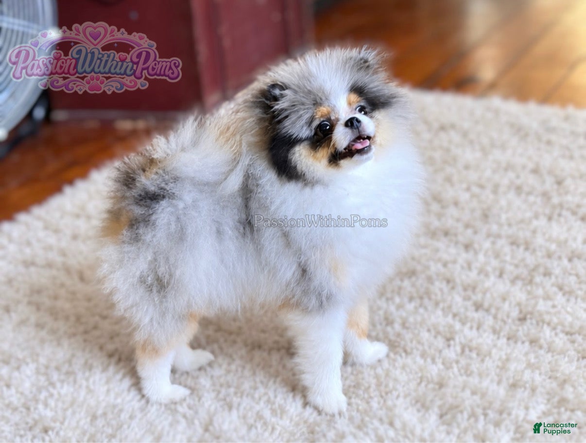 Pomeranian dogs Little Dumpling - Ad 17