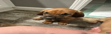 Bloodhound Puppy 5