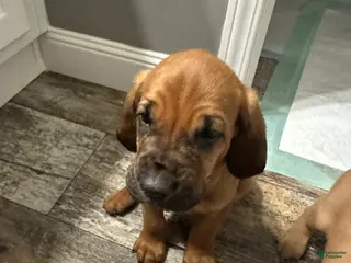 Bloodhound dogs for sale: Bloodhound Puppy 5 - Ad 1