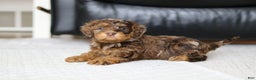 Cockapoo dogs for sale: Angela - Ad 9