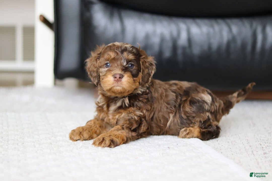 Cockapoo dogs for sale: Angela - Ad 9