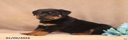 Rottweiler dogs for sale: Toby - Ad 5