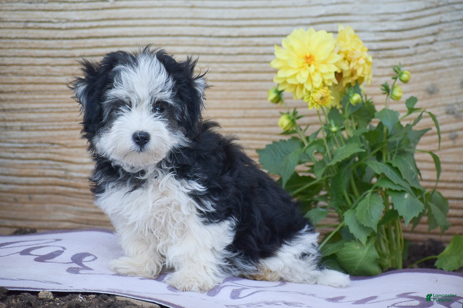 Havanese dogs Kevin - Ad 2