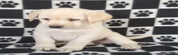 Labrador Retriever dogs for sale: Cloe - Ad 7