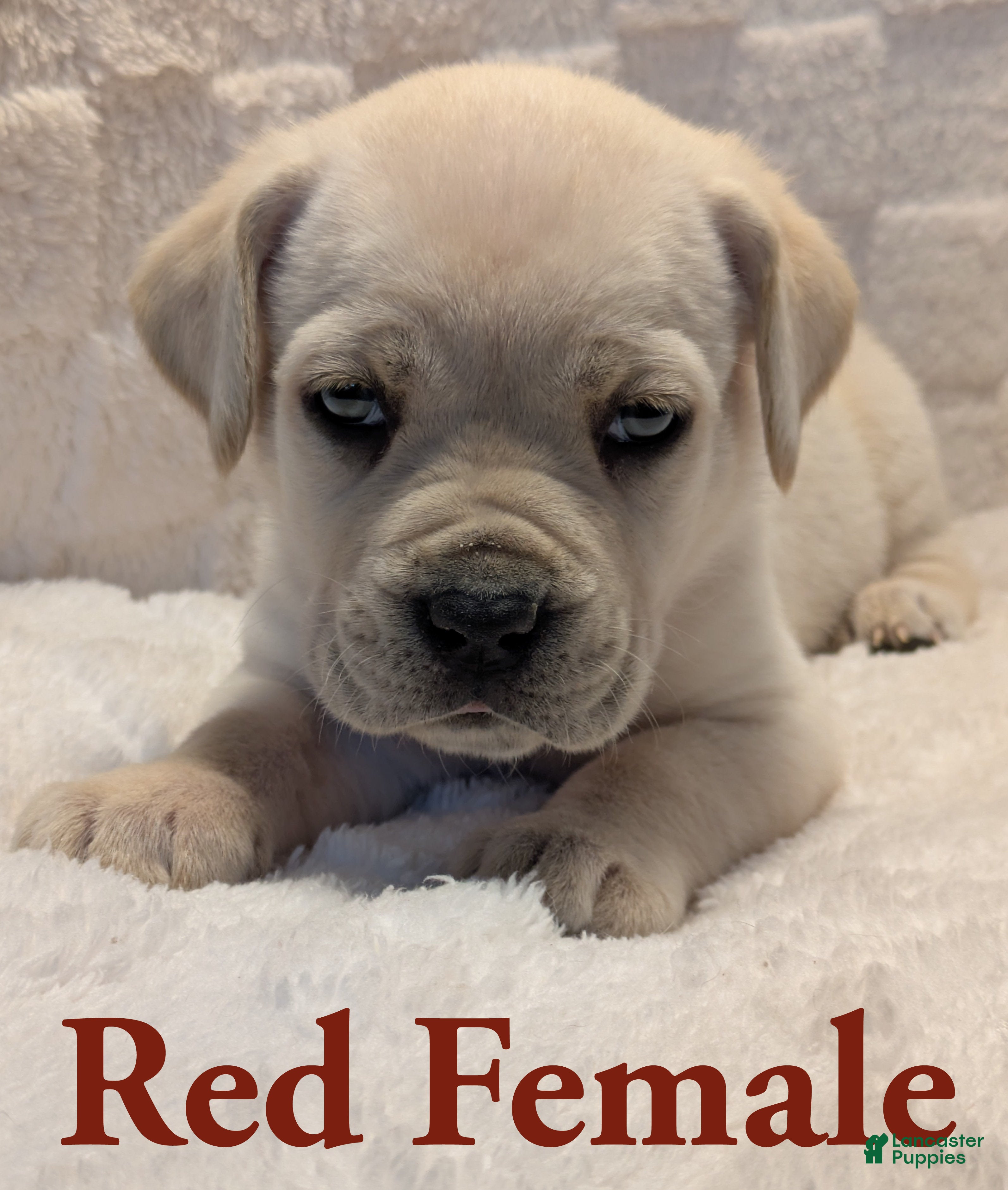 Cane Corso dogs Red - Ad 9