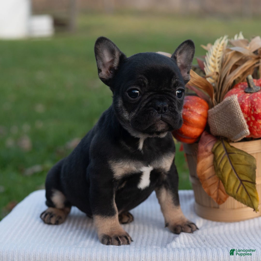 French Bulldog dogs for sale: SindyAnn  - Ad 3