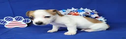 Jack Russell Terrier dogs for sale: Jax purebred JRT - Ad 3