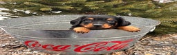 Miniature Dachshund dogs for sale: Scott - Ad 3