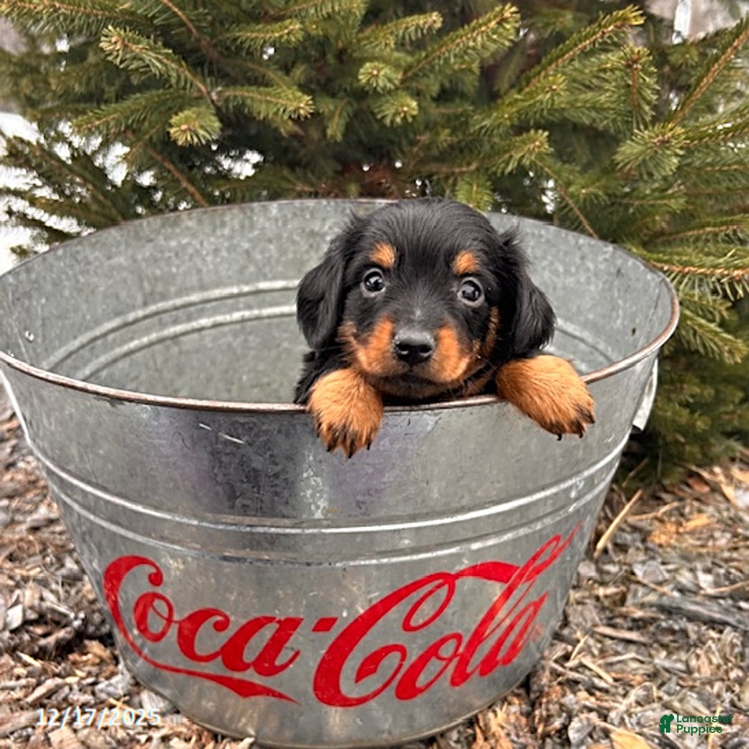 Miniature Dachshund dogs for sale: Scott - Ad 3