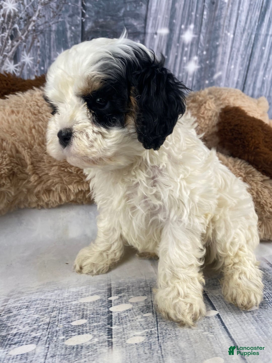 Cavapoo dogs for sale: Jovan - Ad 9