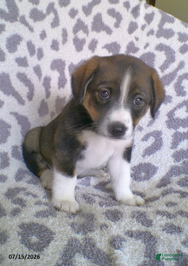 Miniature Australian Shepherd dogs Lincoln - Ad 2