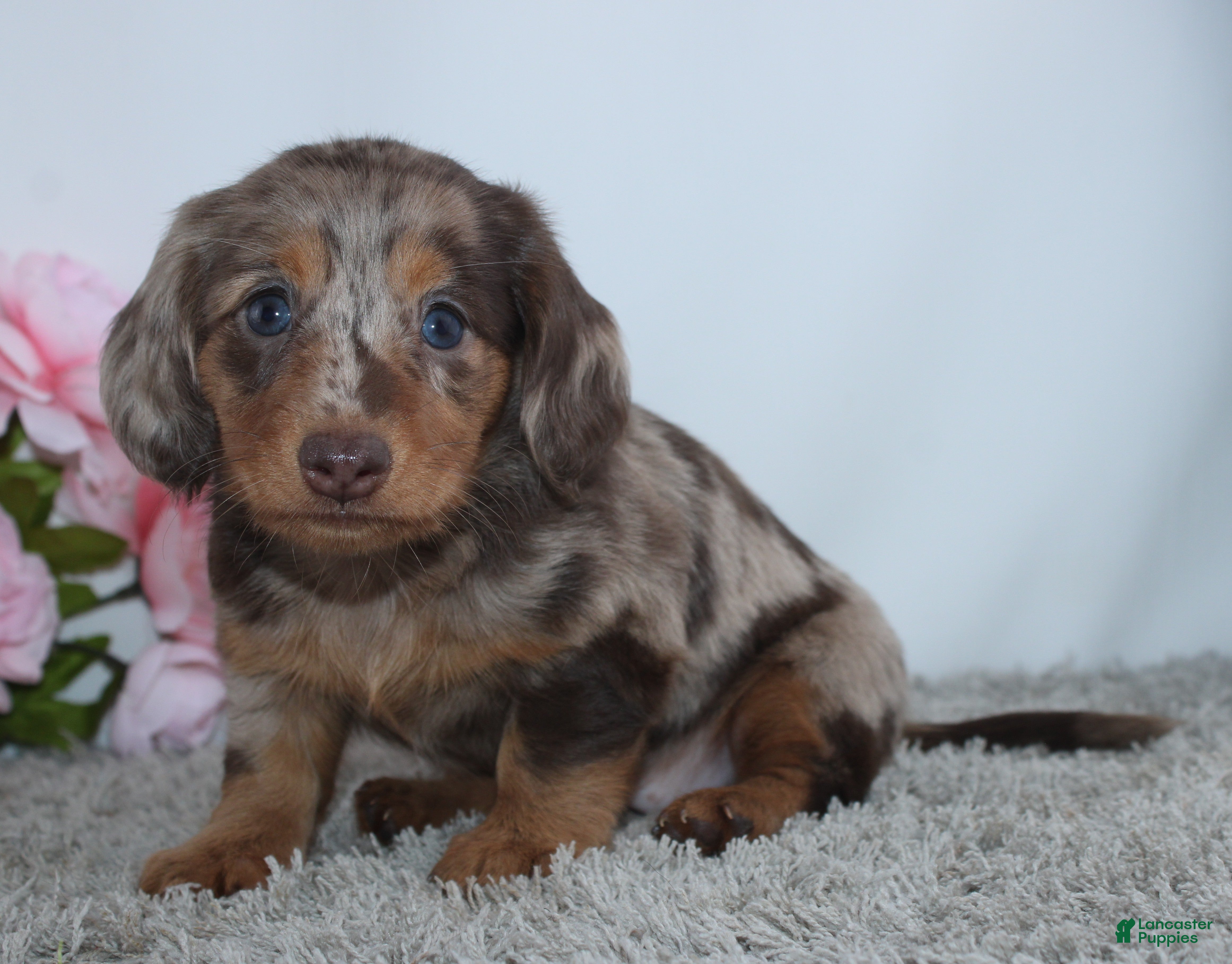 Miniature Dachshund dogs Mia - Ad 2