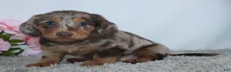 Miniature Dachshund dogs for sale: Mia - Ad 2