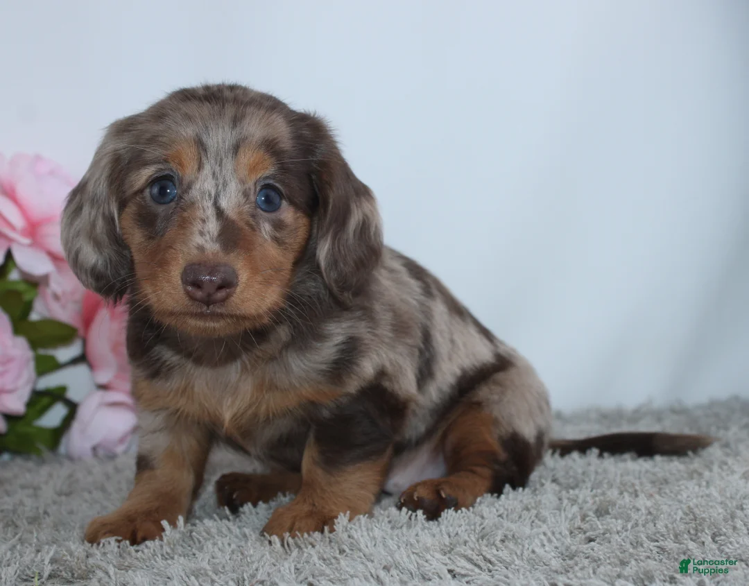 Miniature Dachshund dogs for sale: Mia - Ad 2