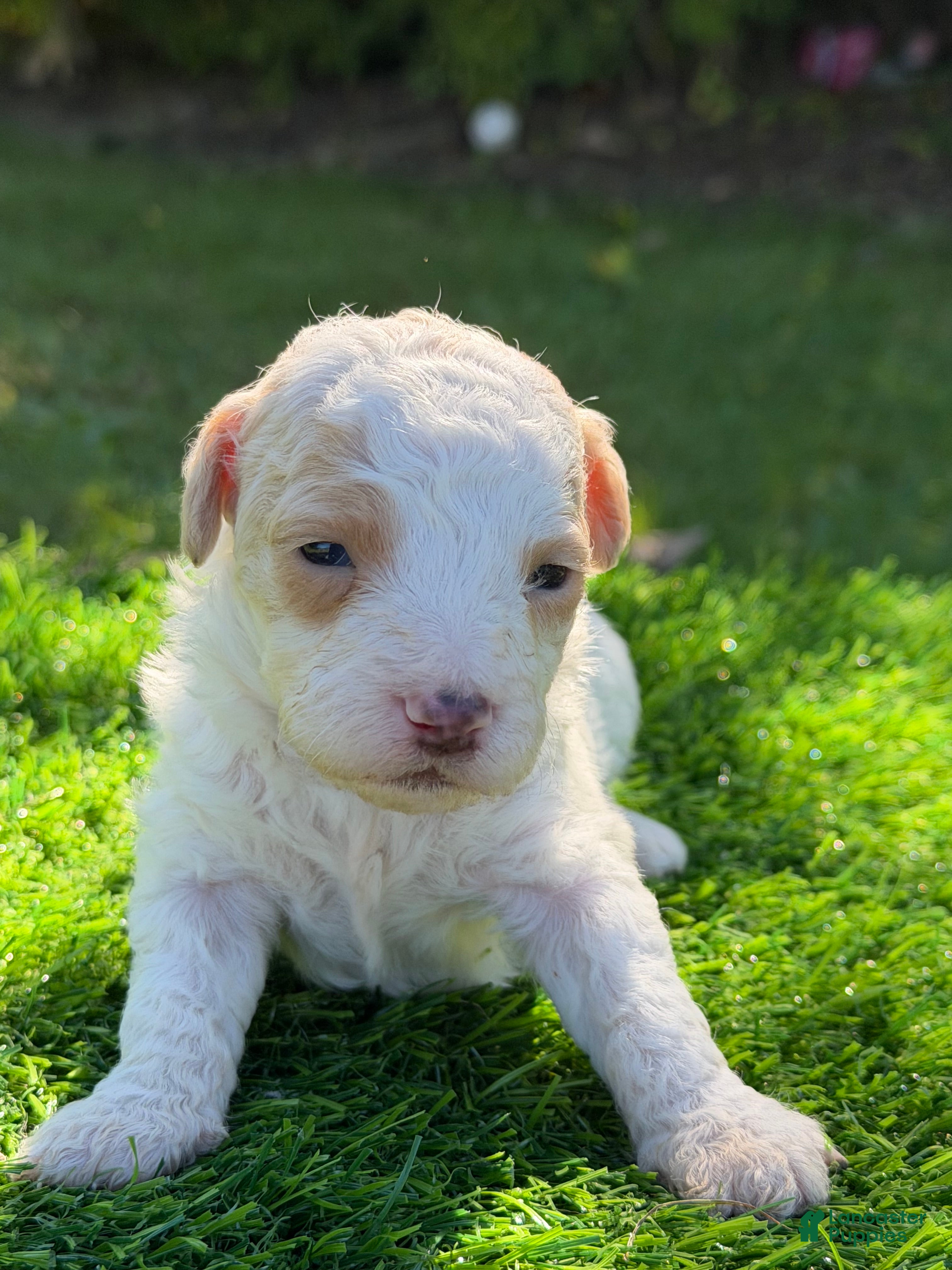 Maltipoo dogs atlas - Ad 2