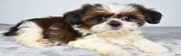 Shih Tzu dogs for sale: Chief - Ad 8