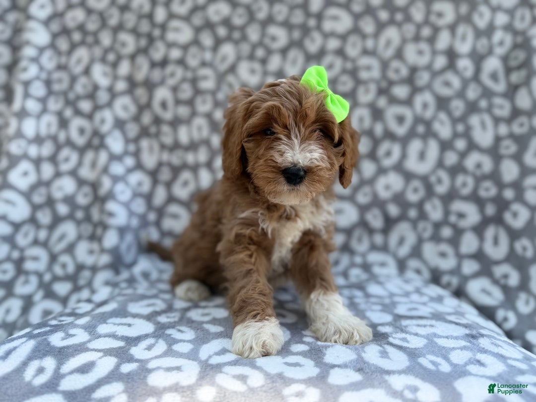 Cavapoo dogs for sale: Willow - Ad 1