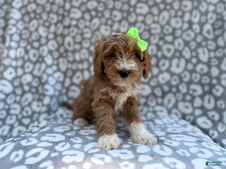 Cavapoo dogs Willow - Ad 37