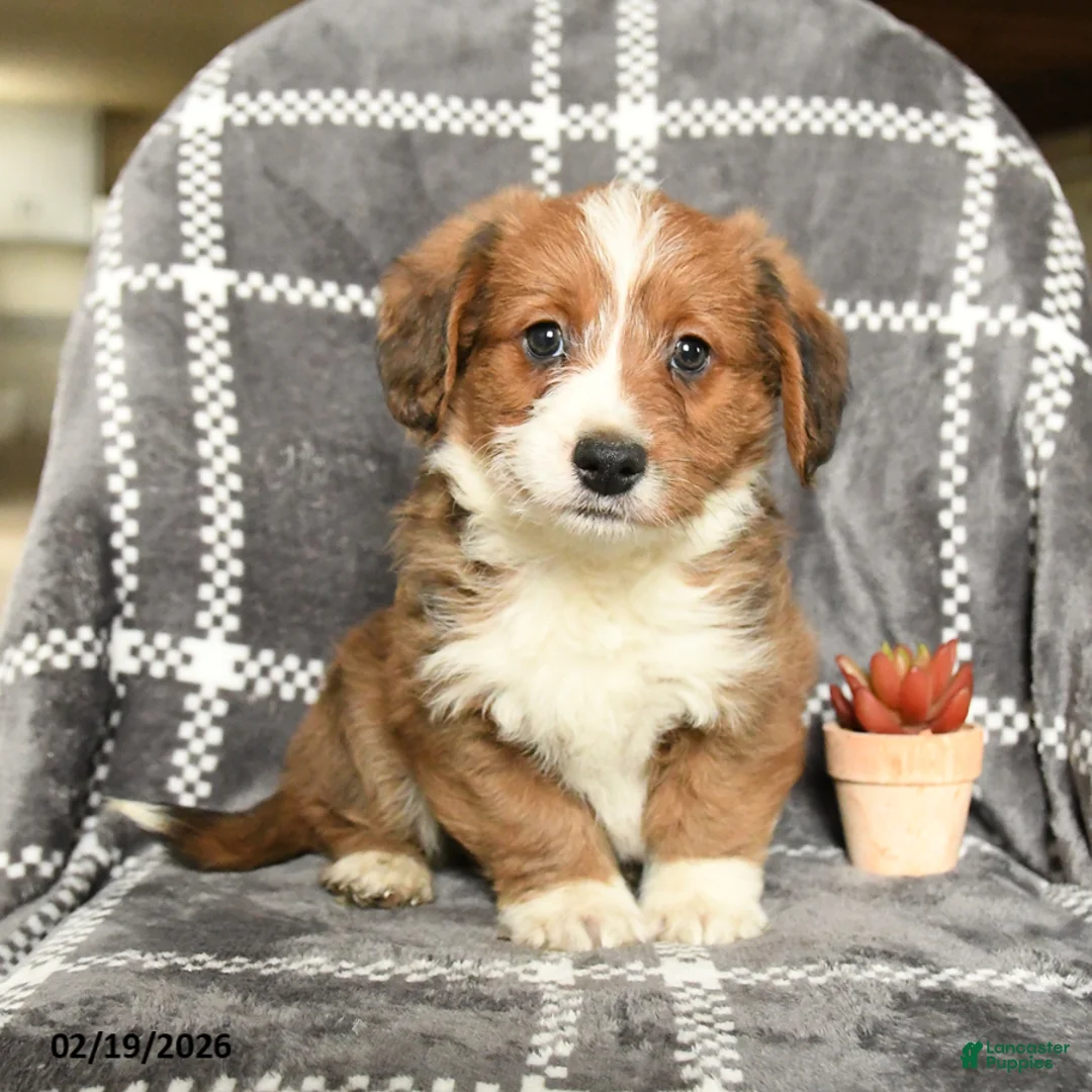 Mixed Breed dogs for sale: Prince   - Ad 2