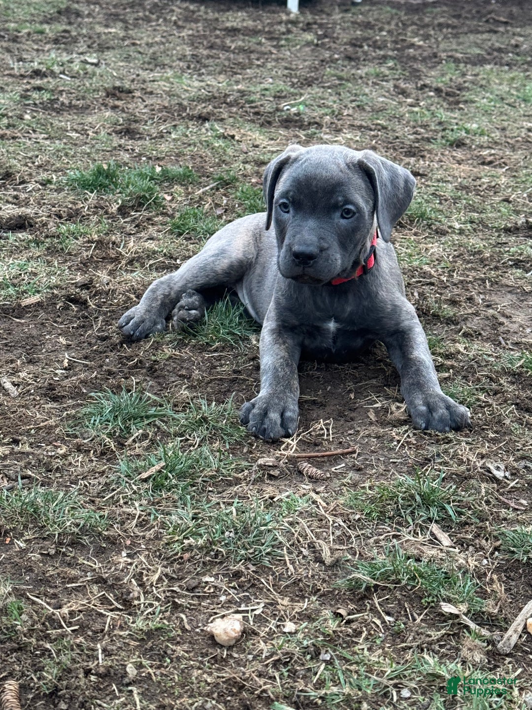 Cane Corso dogs for sale: Stormii - Ad 13