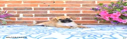 Puggle dogs for sale: Robbie - Ad 3