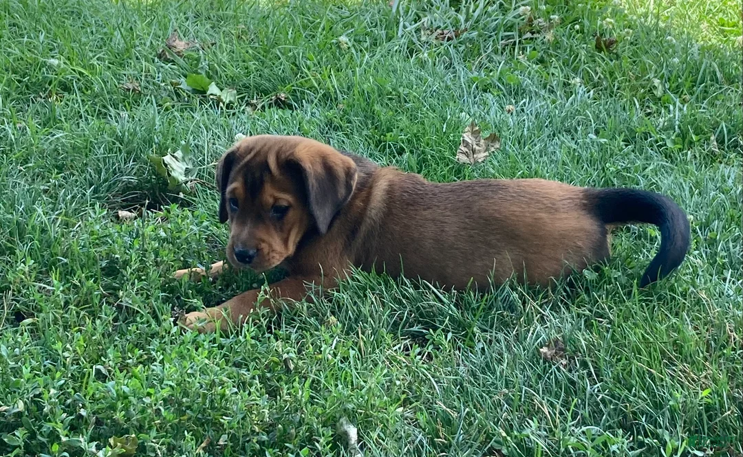 Mixed Breed dogs for sale: Tuck - Ad 2