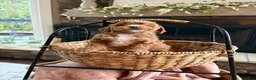 Cavapoo dogs for sale: Captain  - Ad 5