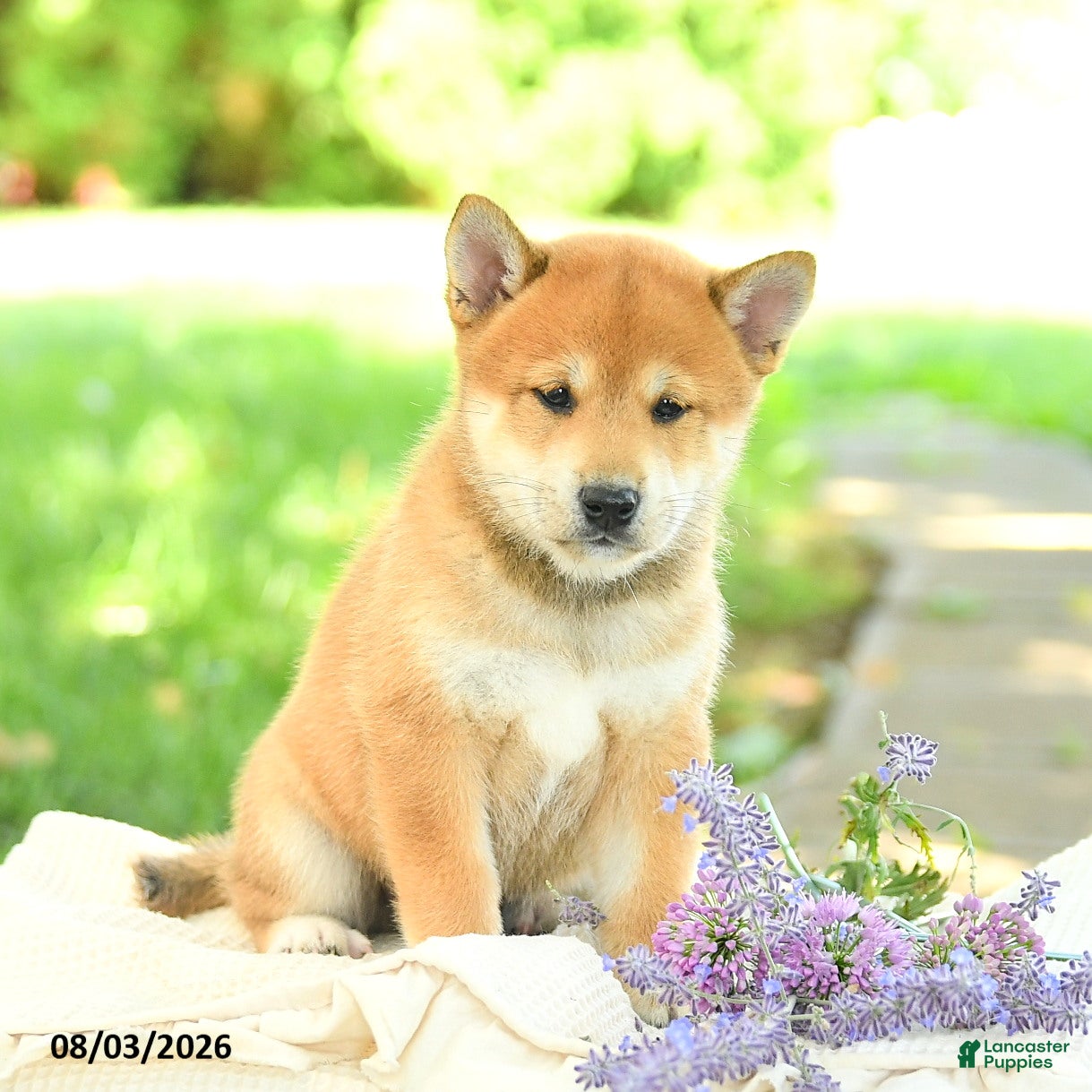 Shiba Inu dogs Jasper - Ad 2