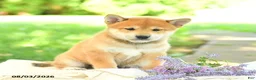 Shiba Inu dogs for sale: Jasper - Ad 2