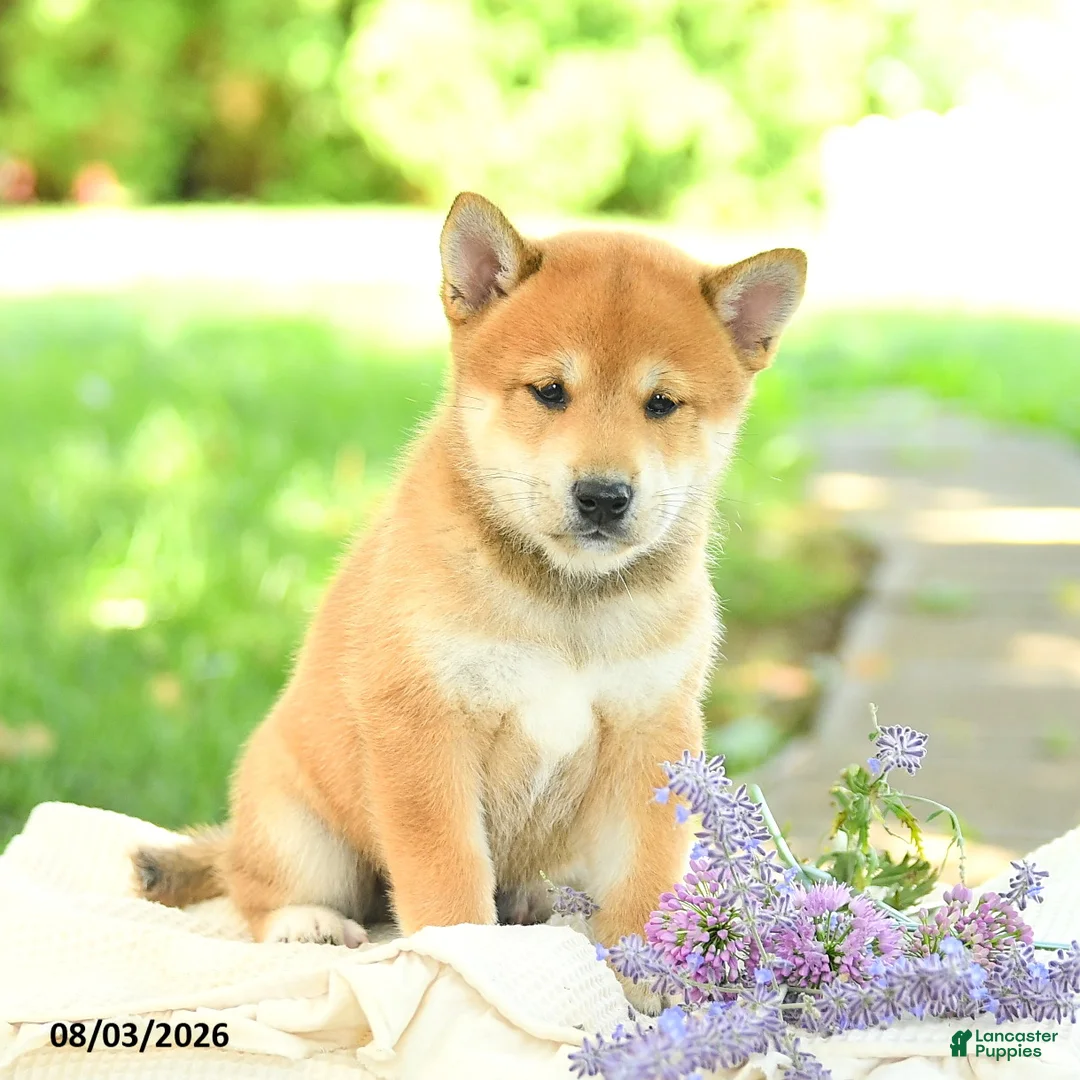 Shiba Inu dogs for sale: Jasper - Ad 2