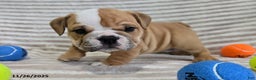 English Bulldog dogs for sale: Bear - Ad 3