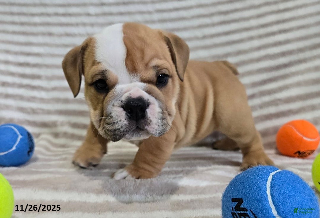 English Bulldog dogs for sale: Bear - Ad 3