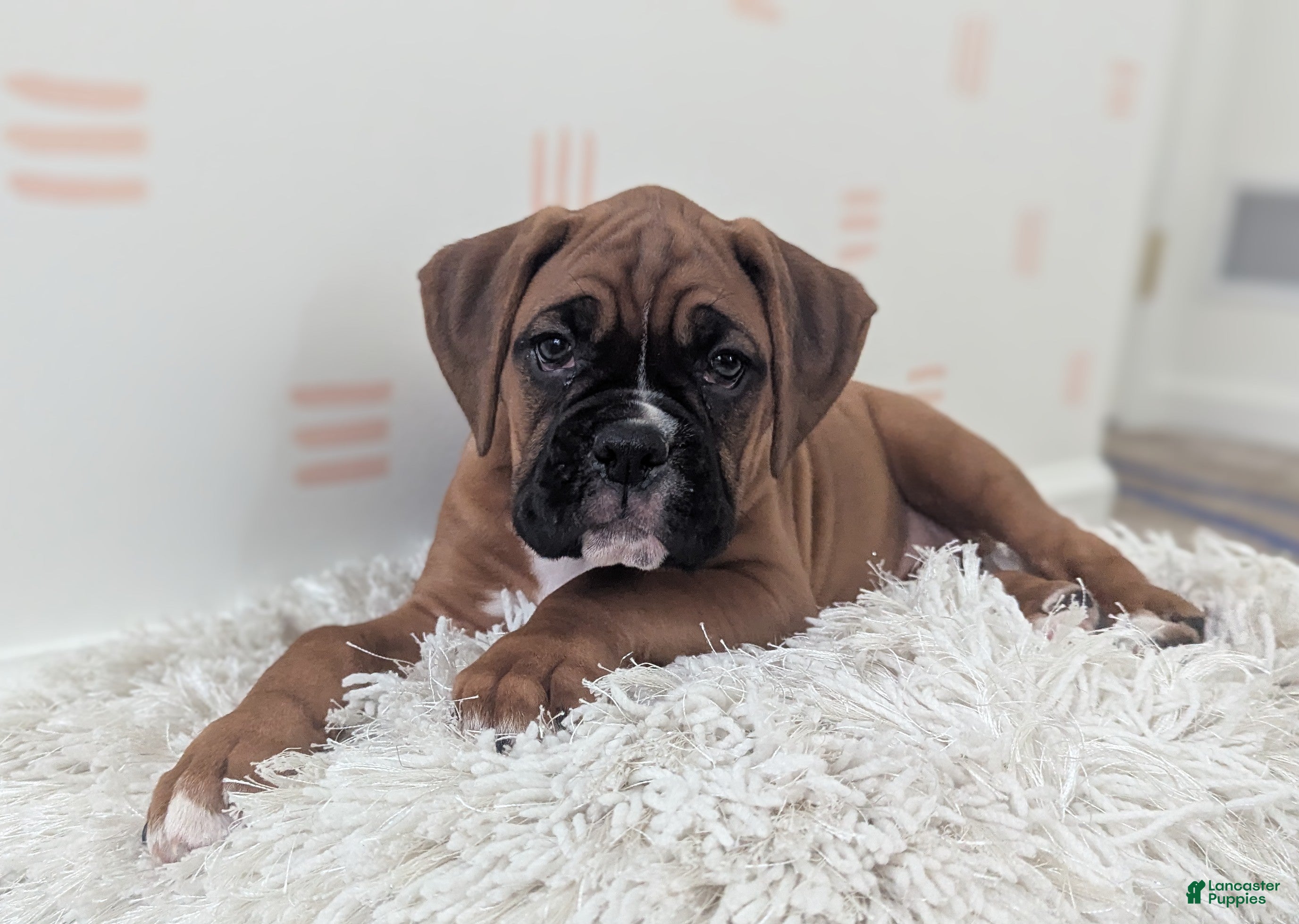 Boxer dogs Sienna - Ad 2