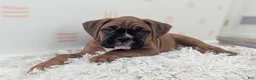 Boxer dogs for sale: Sienna - Ad 5