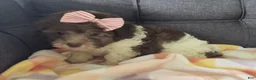 Maltipoo dogs for sale: Birdie  - Ad 6