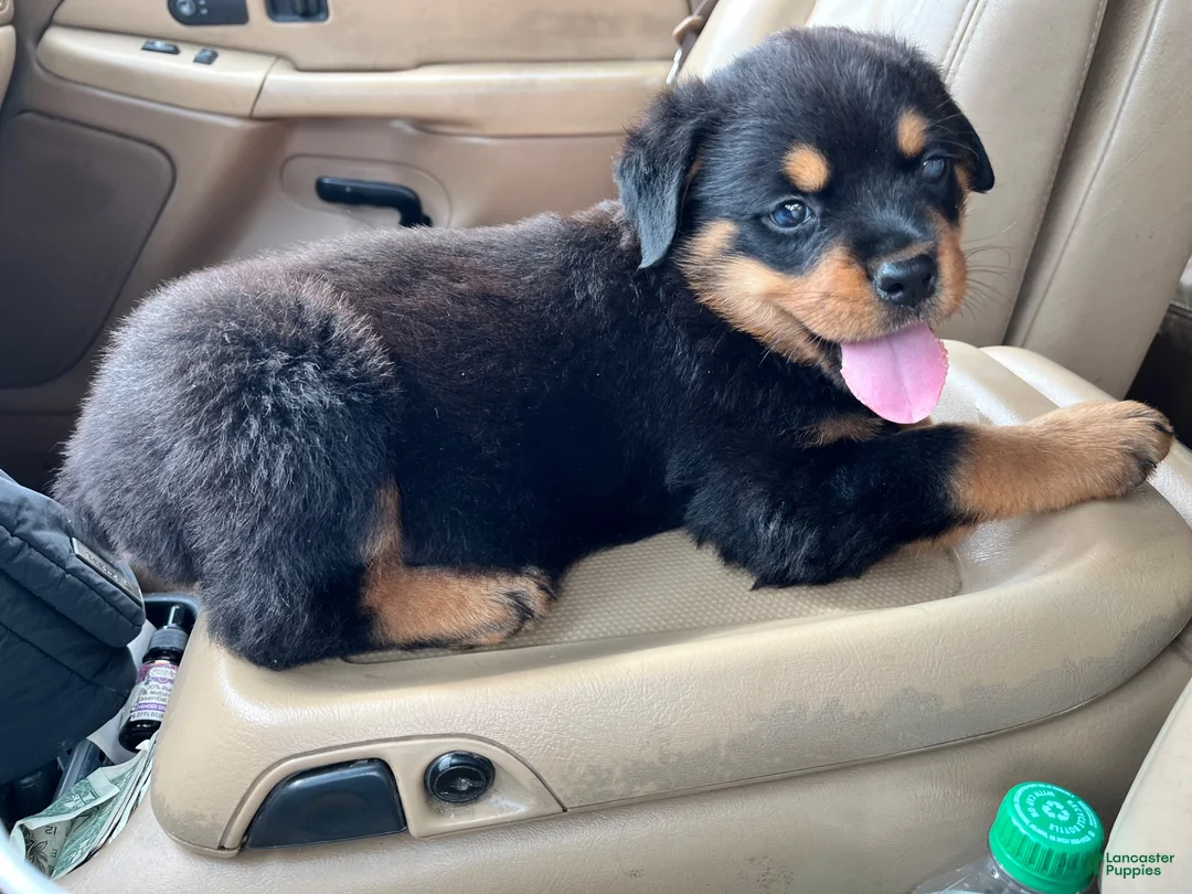 Rottweiler dogs for sale: Rottweiler 1 - Ad 2