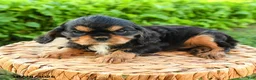 Cavalier King Charles Spaniel dogs for sale: Shane - Ad 3