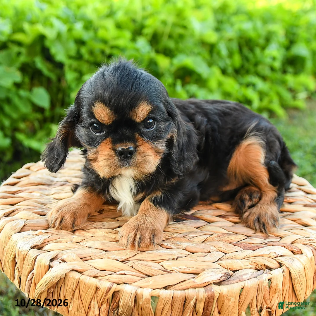 Cavalier King Charles Spaniel dogs for sale: Shane - Ad 3