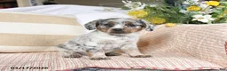 Mixed Breed dogs for sale: Champ  - Ad 3