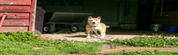 Mixed Breed dogs for sale: Betty female Shibador - Ad 2