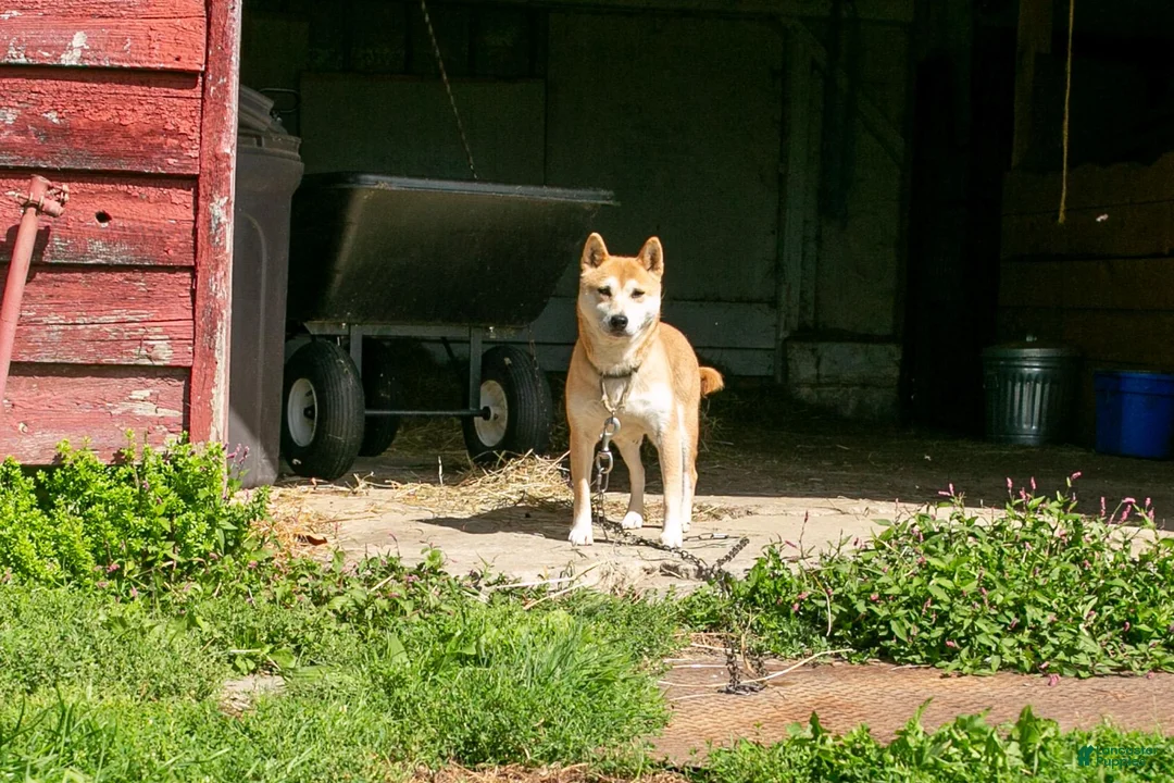 Mixed Breed dogs for sale: Betty female Shibador - Ad 2