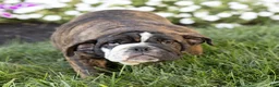 English Bulldog dogs for sale: Mable English Bulldog  - Ad 4