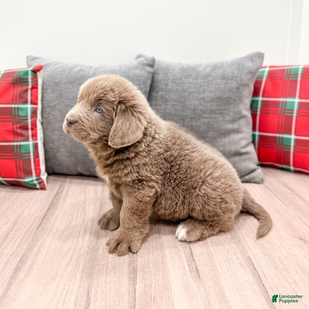 Newfoundland dogs for sale: Ranger - Ad 2