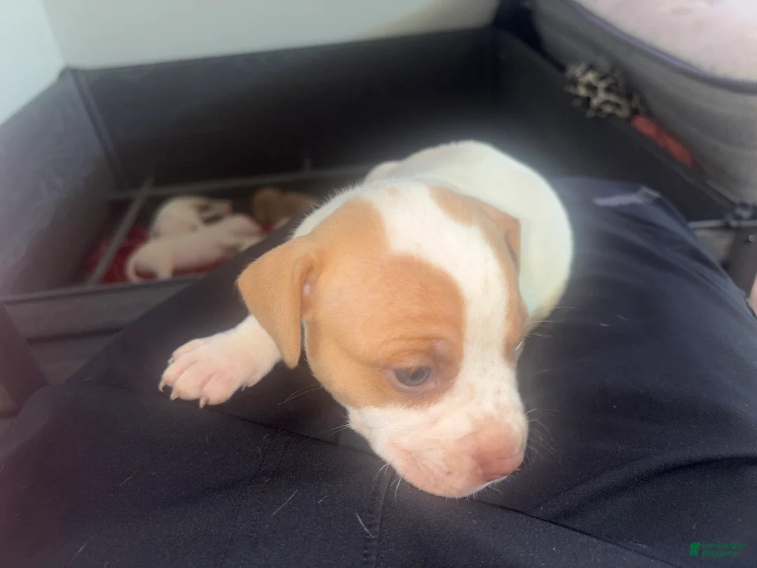 Mixed Breed dogs for sale: Mixed Breed 7 - Ad 1